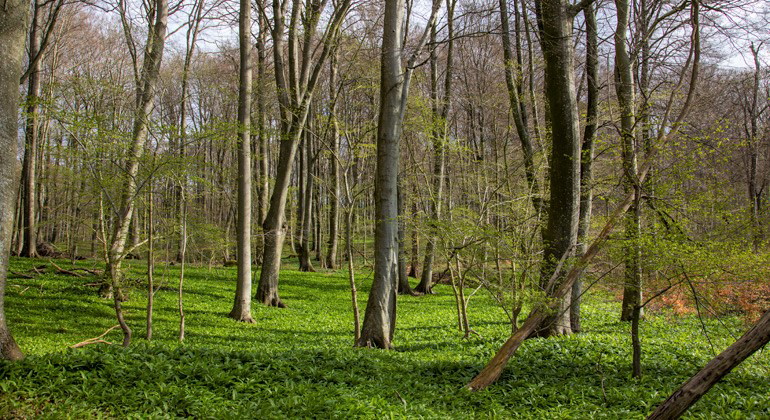 Bokskog.