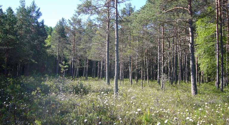 Storlavens naturreservat