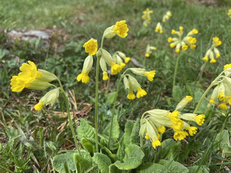 Närbild på gullvivor med många gula blommor och gröna blad