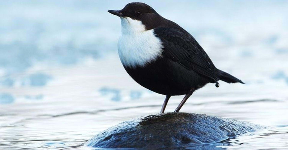 Vintertid är Smedstad dammar ett bra ställe att se strömstaren. 
Etapp: Djurgården-Vidingsjö
Linköping