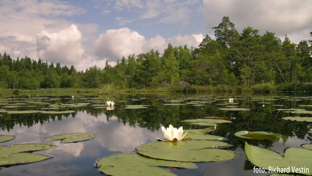 Fiska i Öran