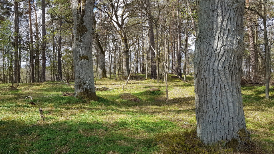 Ekbacken vid Hustegaholm. Foto Lidingö stad