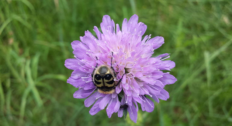 lilla blomma