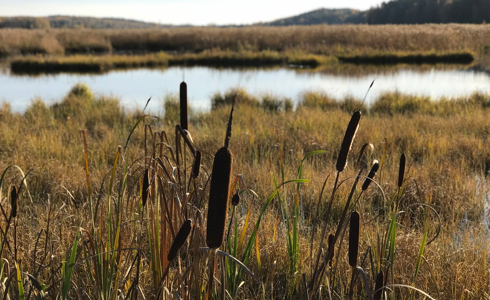 Kaveldun, Ålsjön naturreservat