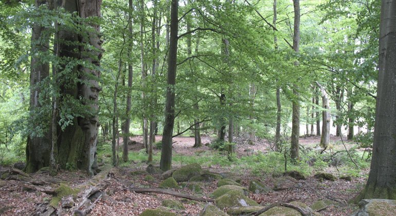 Skogsmark finns också i reservatet. Marken är täckt av bruna löv, mellan löven sticker det upp stenar. Lövträden har gröna blad. 