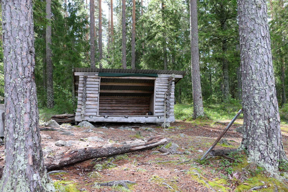 Vindskydd i skogsglänta.