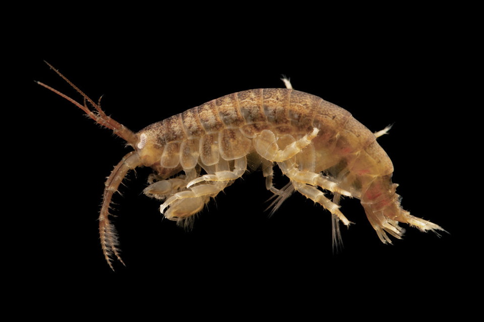 Lär dig mer om invasiva arter