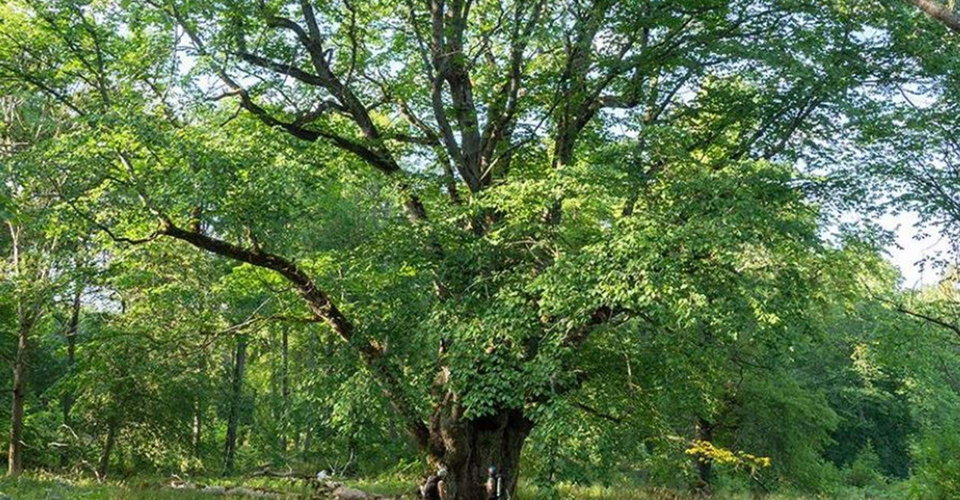 Sveriges största alm i en hage vid gården Börshult
Etapp: Torpön runt
Ydre