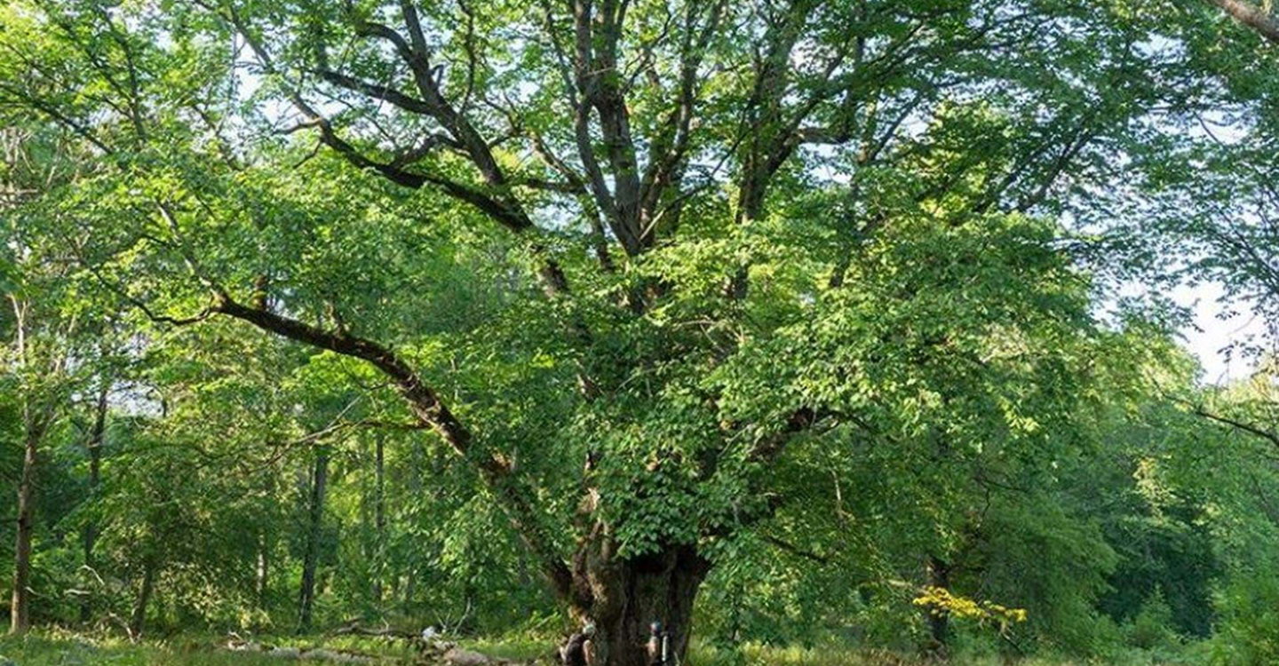 Sveriges största alm i en hage vid gården Börshult
Etapp: Torpön runt
Ydre