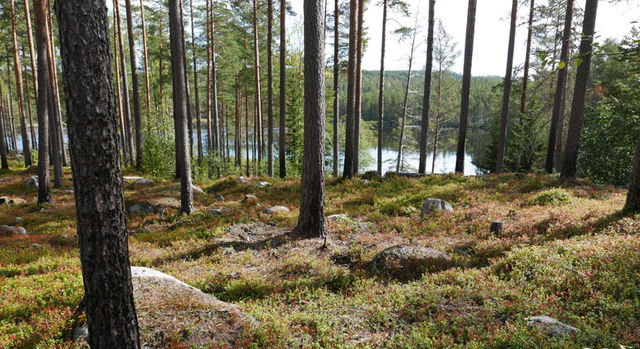 Bursjöberget, Naturreservat
