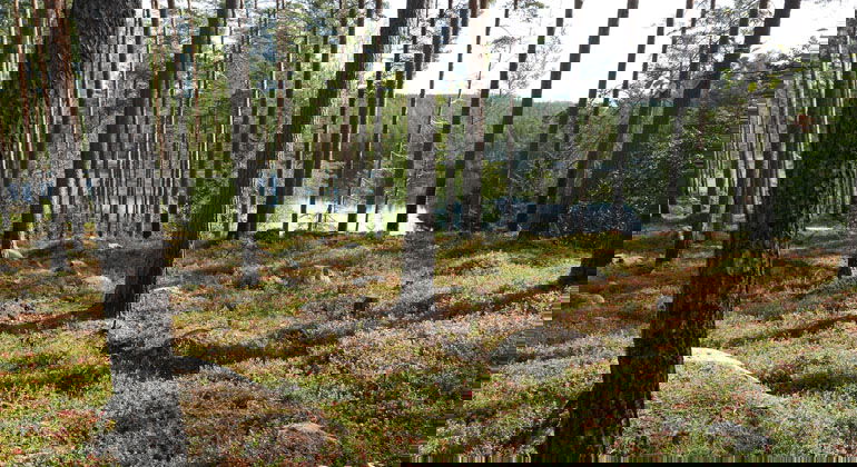 Bursjöbergets glesa tallskog ner mot Bursjön.