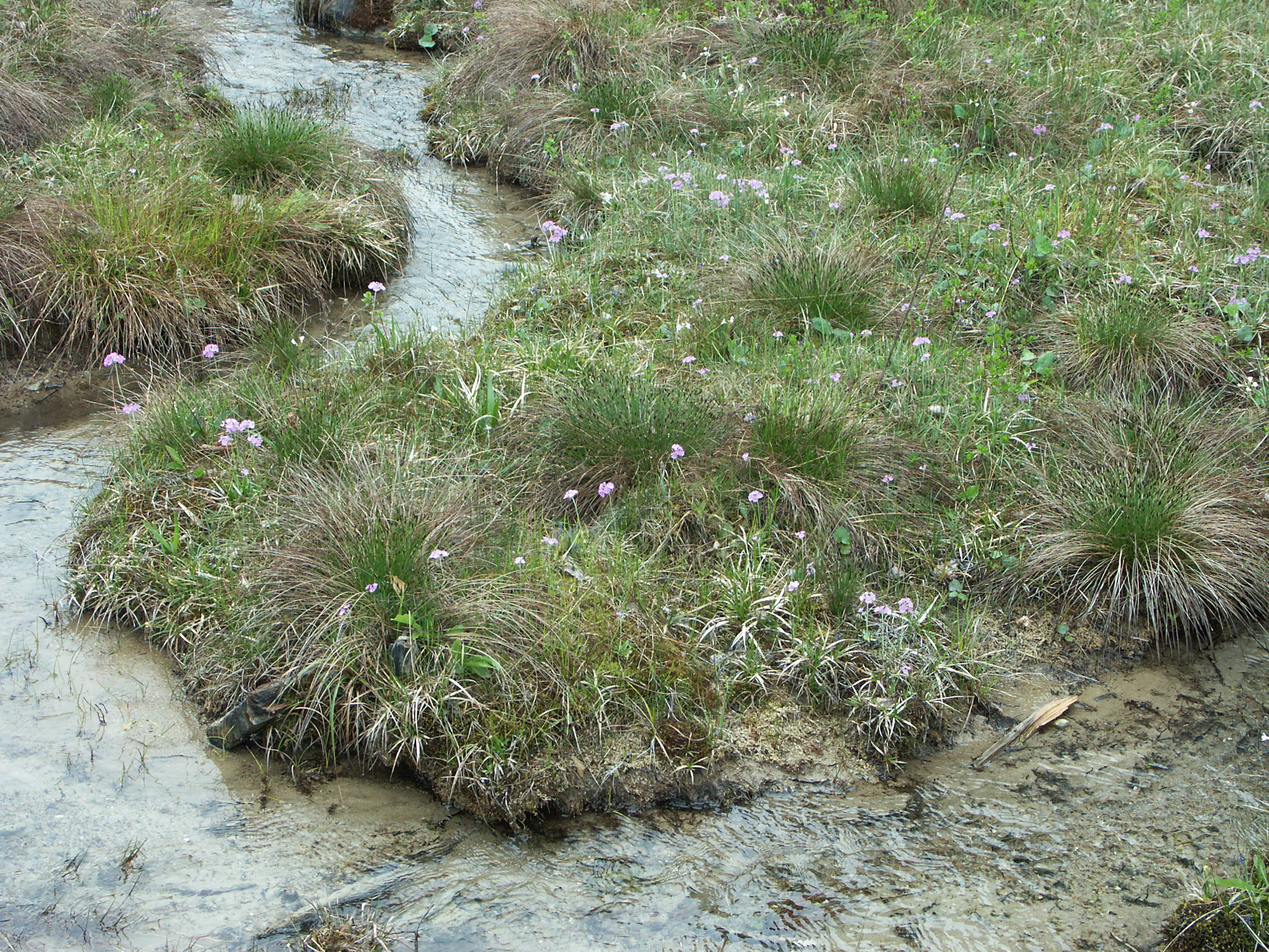 Slingrande bäck med klart vatten, grästuvor och ljuslila blommor