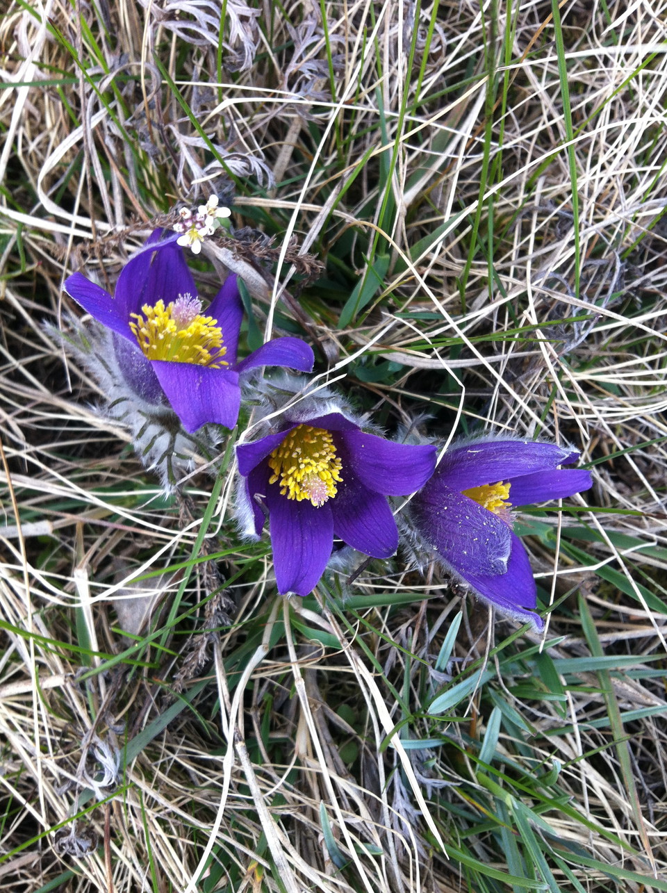 Närbild på tre blålila blommor som är gula i mitten.