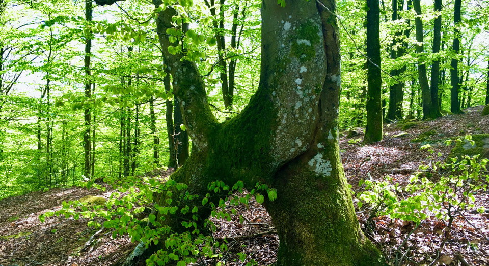 trädstam i skogen