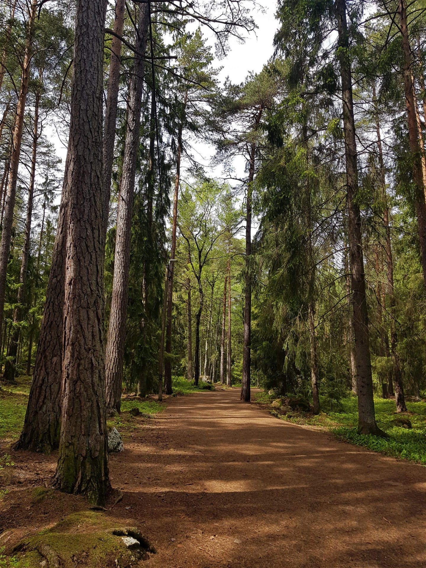 Elljusspåret i Sandaskogen passerar genom flera olika skogsmiljöer.