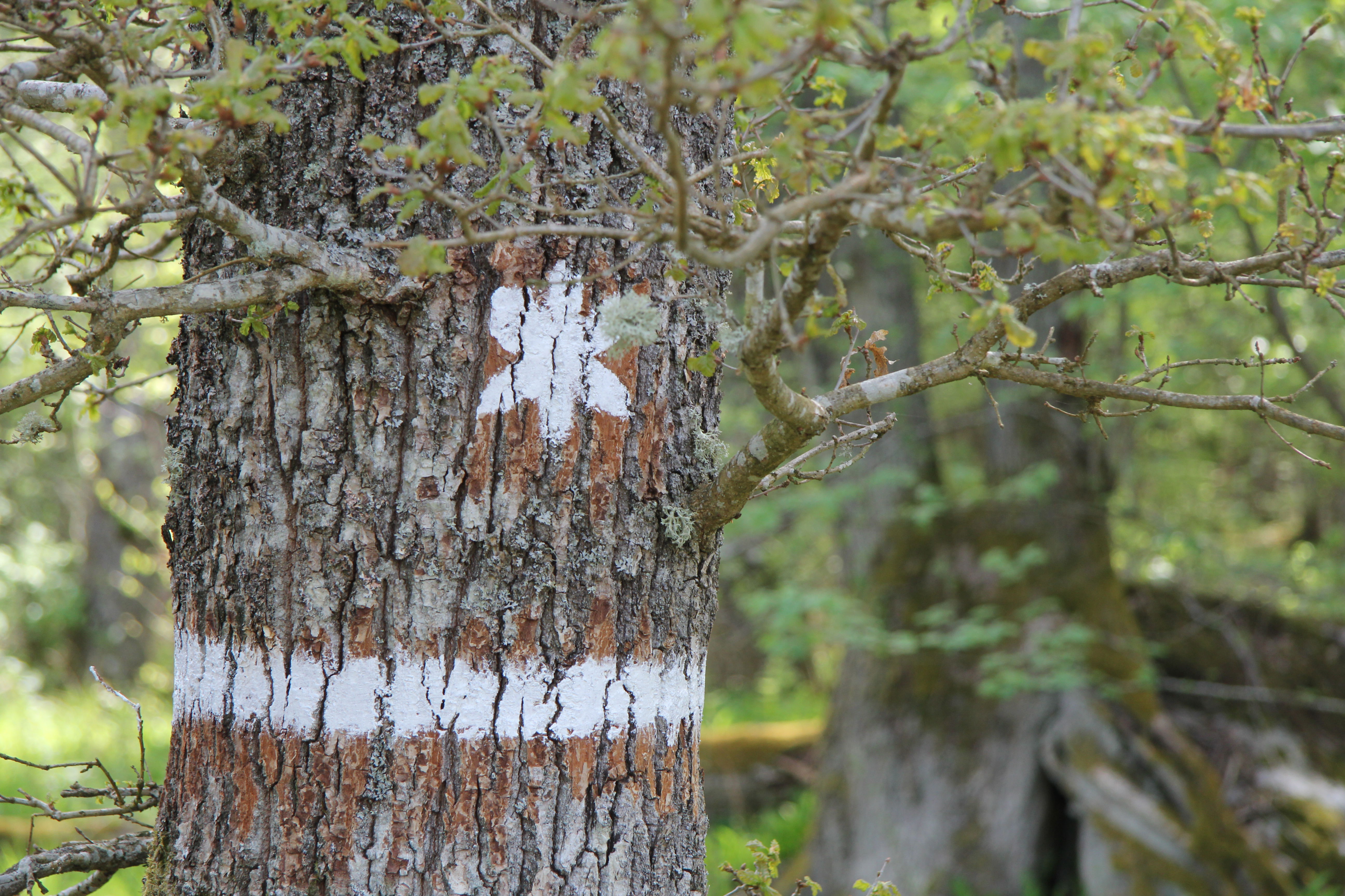 Vit markering på träd som visar att det är ett naturreservat.