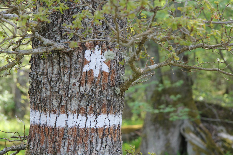 Vit markering på träd som visar att det är ett naturreservat.