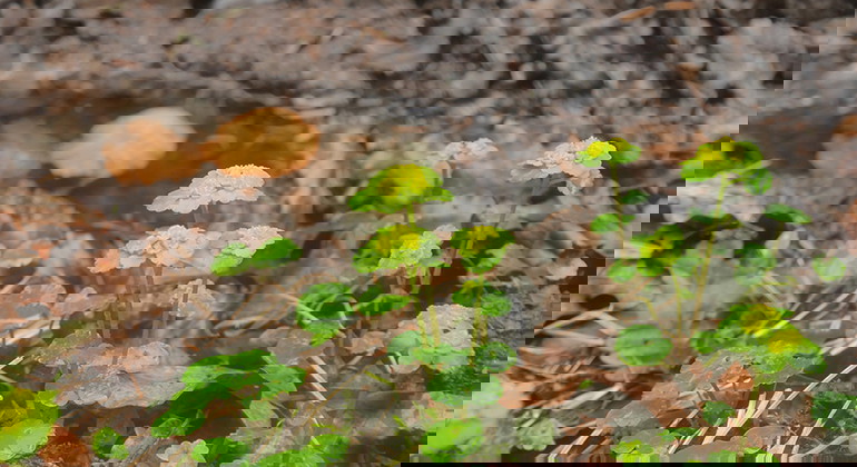 En grön och gul blomma på marken