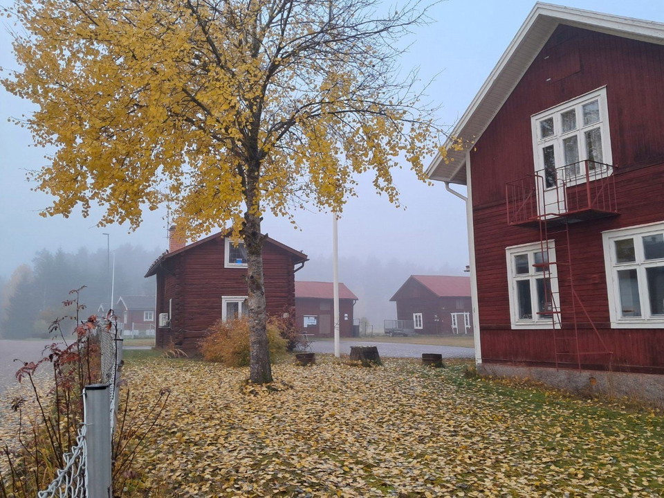 Ett träd med gula löv framför en röd byggnad.