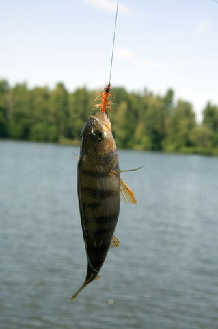 Fiske i Borlången 