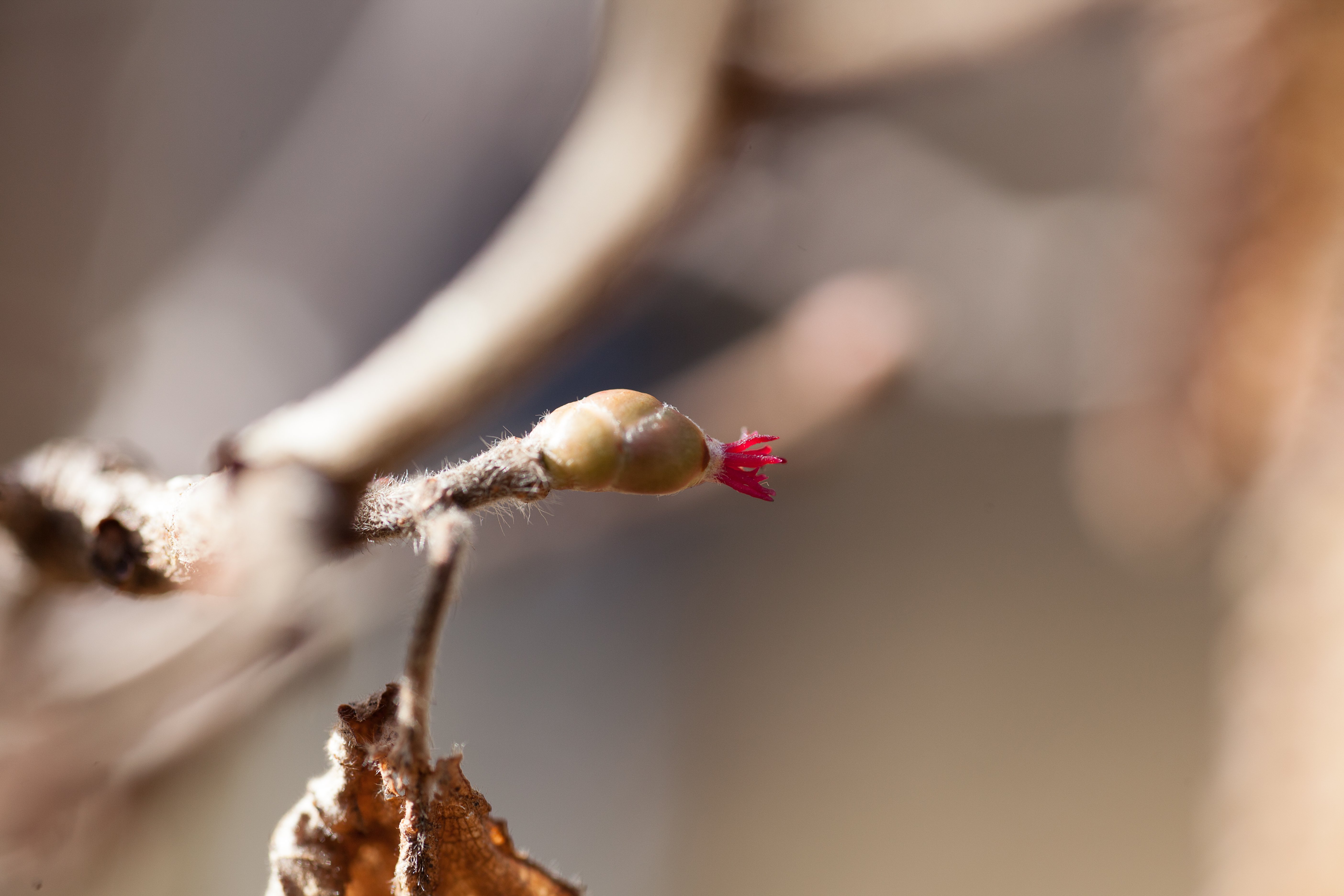 En knopp sitter längst ut på en smal gren. Ur knoppen växer en väldigt liten lila blomma.