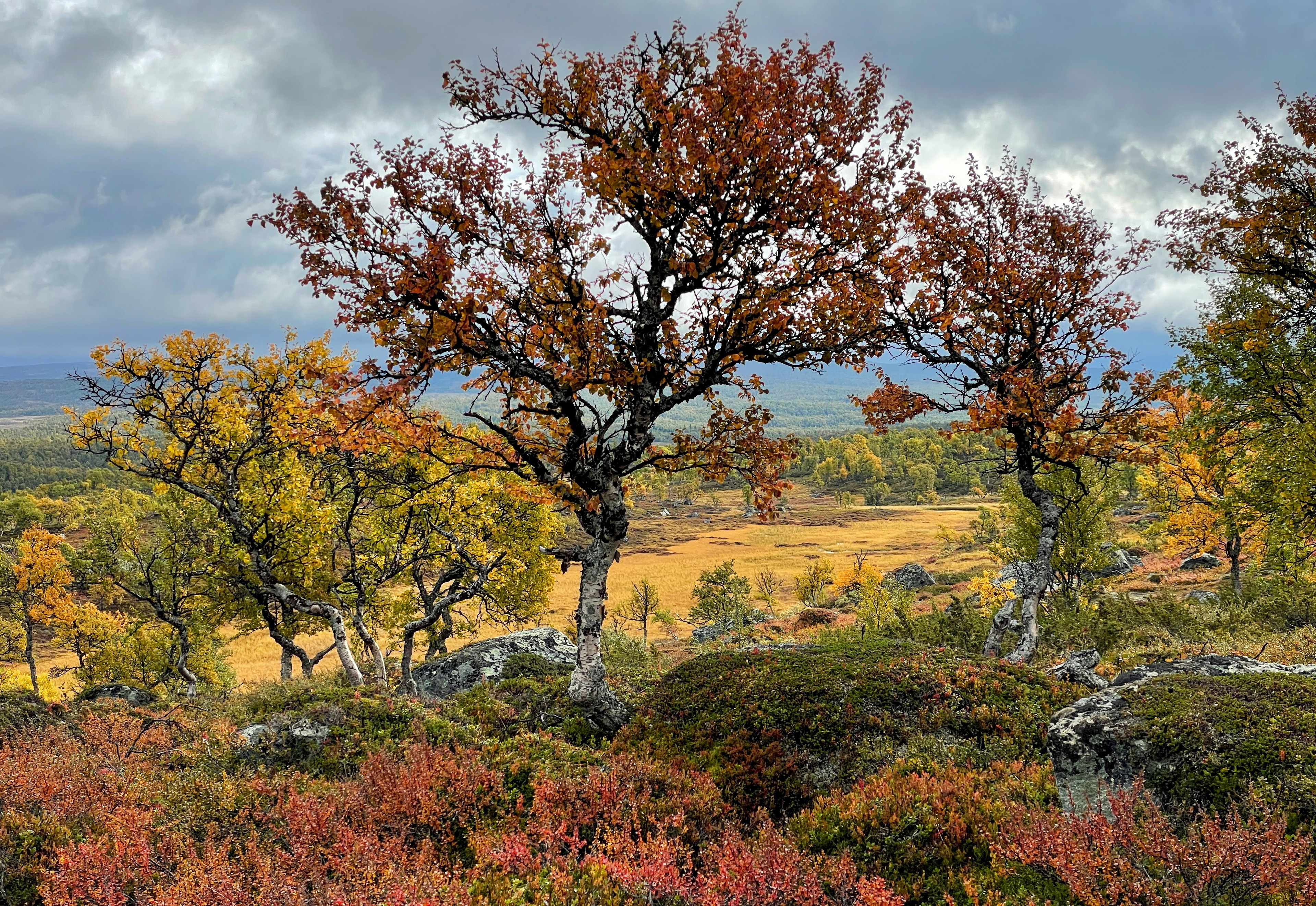 Skyddad natur garanterar värdefulla skogar, våtmarker, fjäll, myrar, ängar och vattendrag…