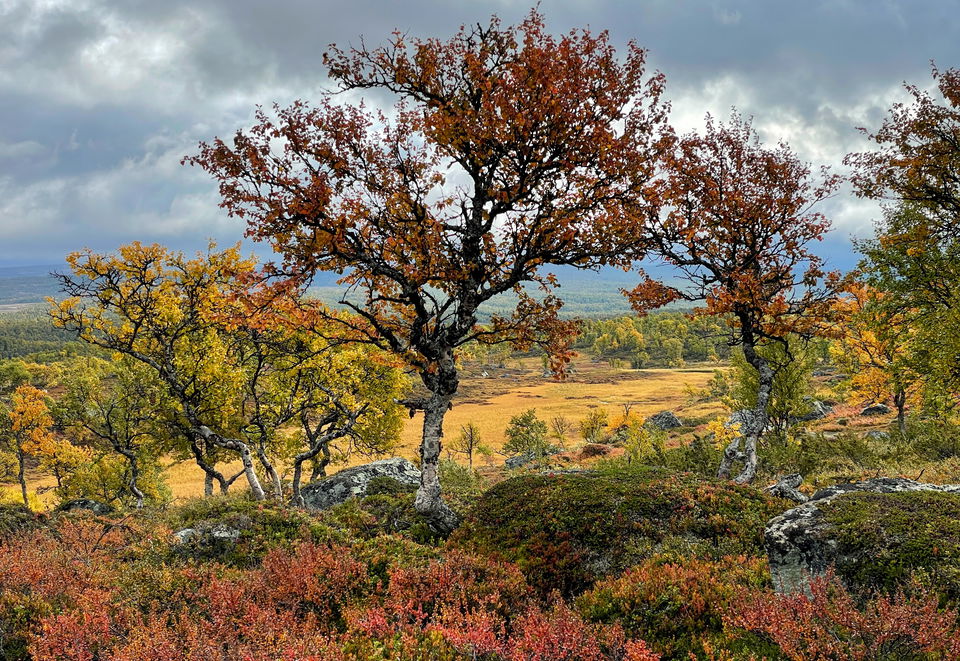 Skyddad natur garanterar värdefulla skogar, våtmarker, fjäll, myrar, ängar och vattendrag…