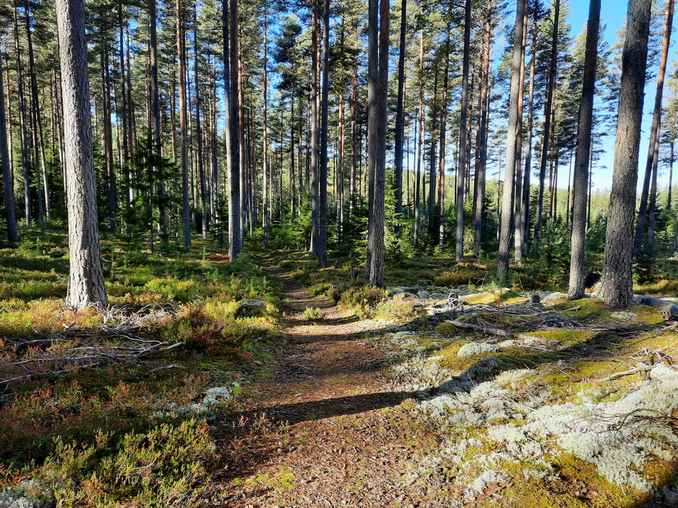 Fin tallhed och välröjd led