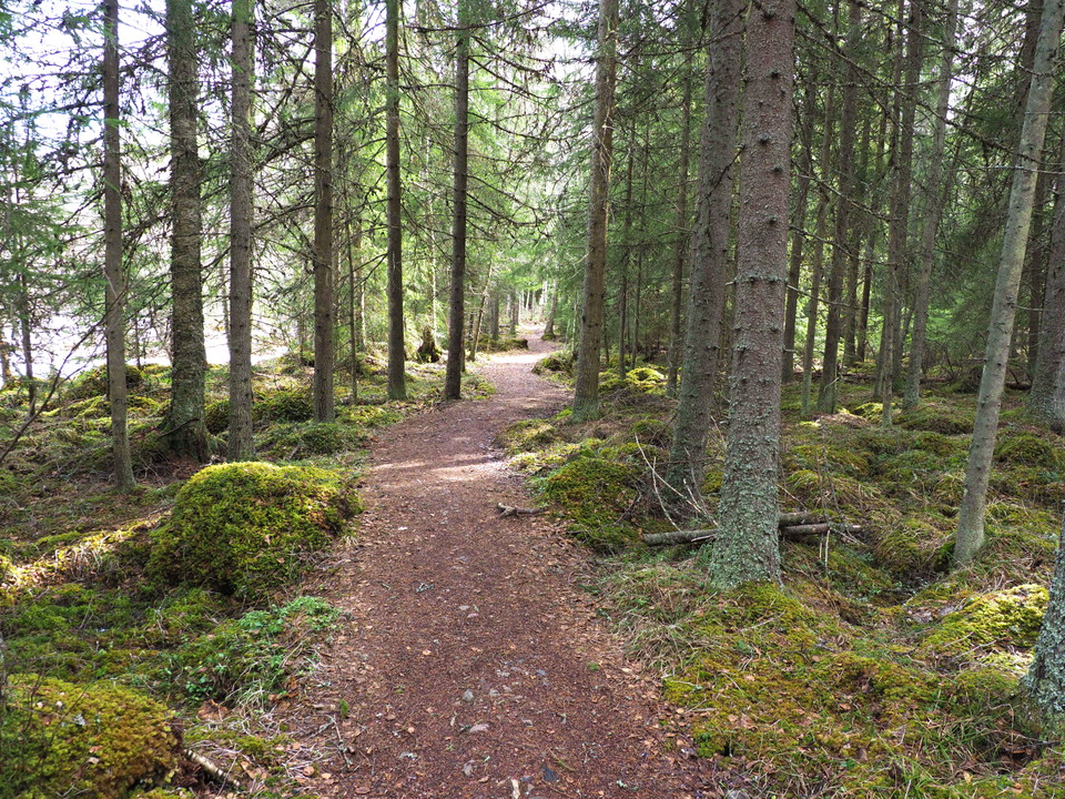 Genom skogen vid Bodlindor
