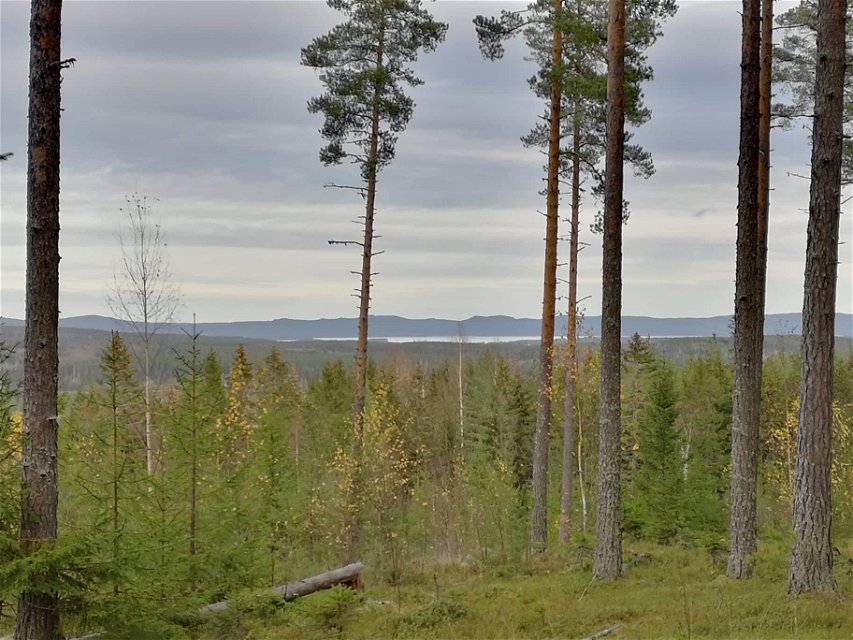 Lite närmare Sångsälle skapas fin utsikt över Dellensjöarna där skogen är mer öppen! 