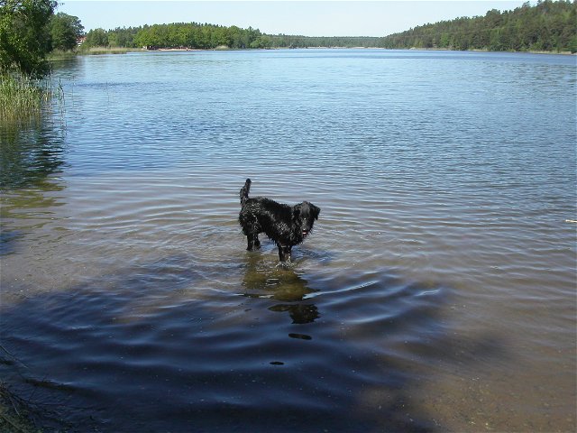Hundbadet vid Hästängen, Rönningesjön