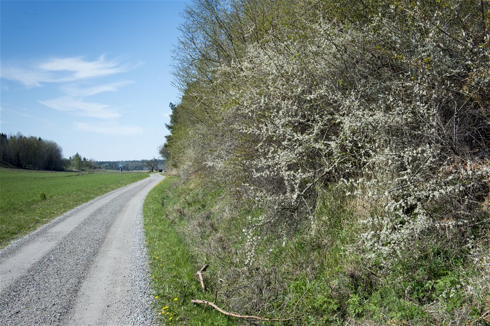 Grusvägen nedanför berget kantas av blommande slån.