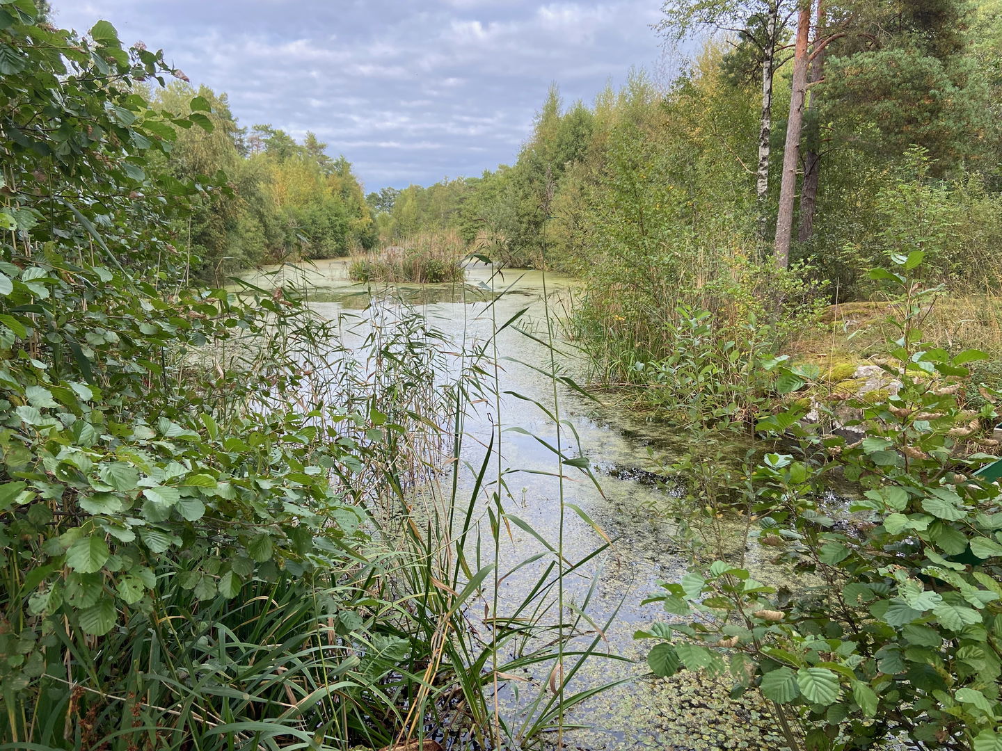 En liten sjö som omges av skog och vass.