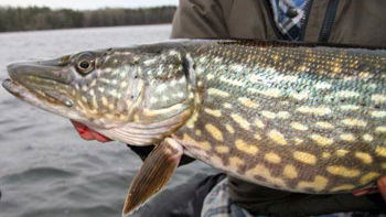 Sportfiskekortet, Yngern 