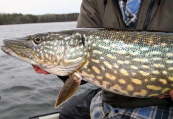 Sportfiskekortet, Yngern 