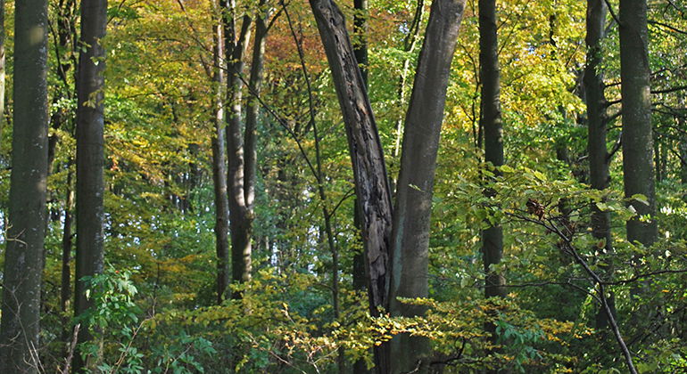 Skog i höstfärger.