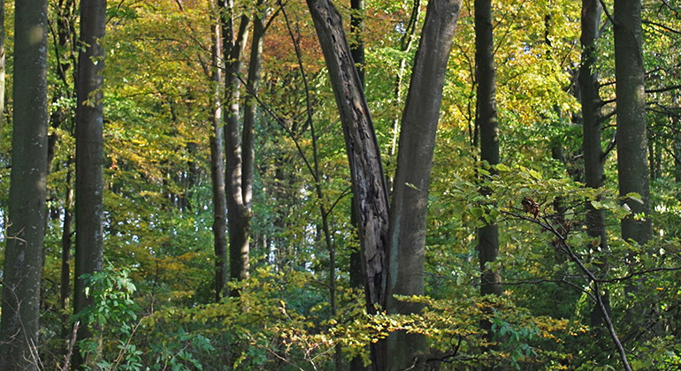 Skog i höstfärger.
