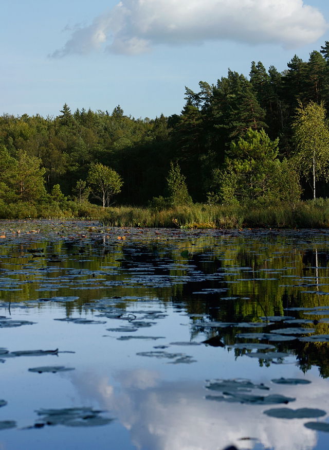 Foto: Naturskyddsföreningen Olofström