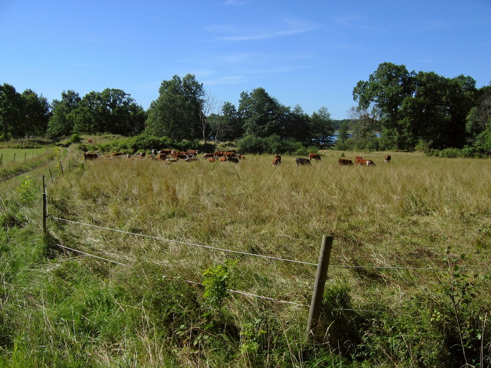 I hagarna på Eldgarnsö betar kor