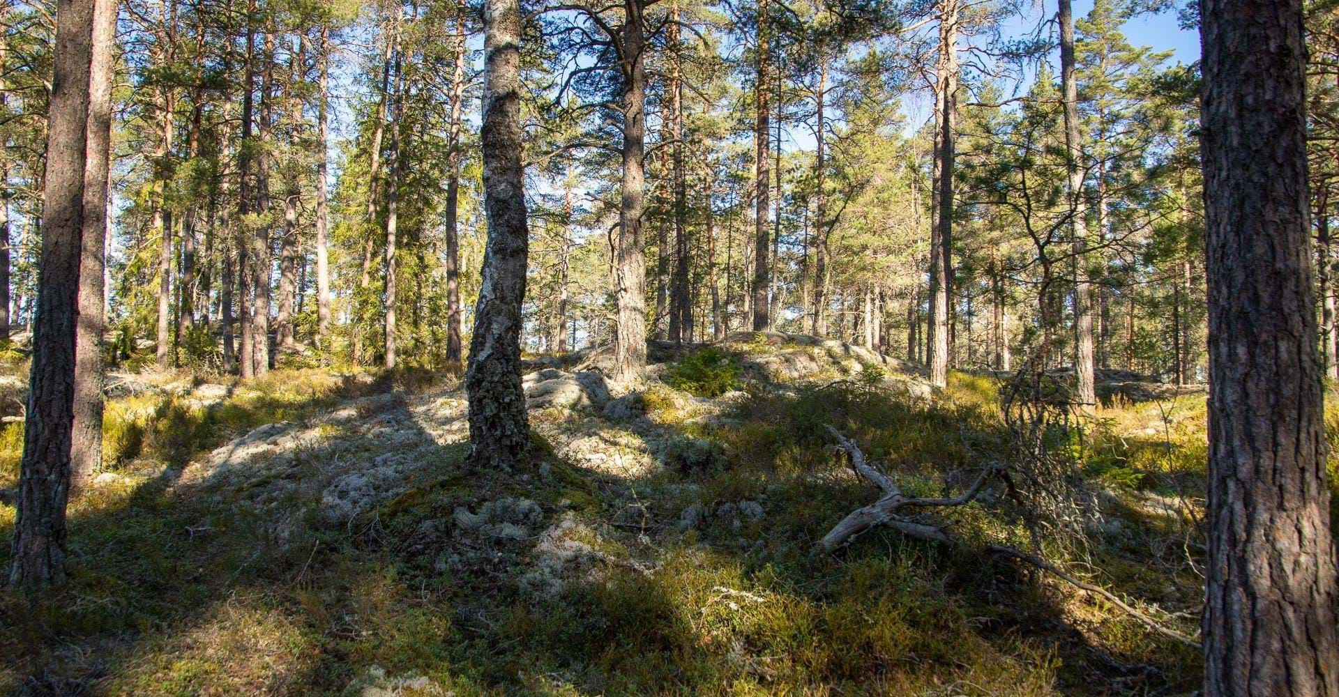 Björkviken runt, Östgötaleden