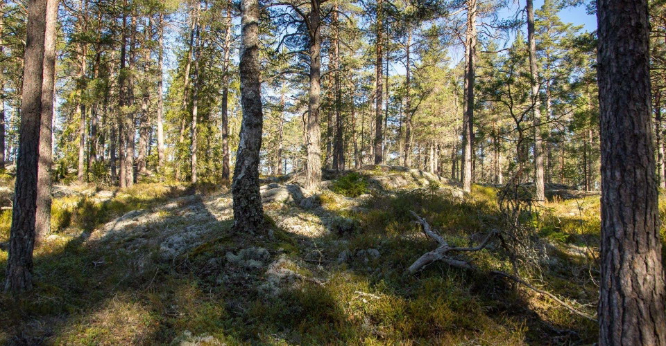 Björkviken runt
Norrköping