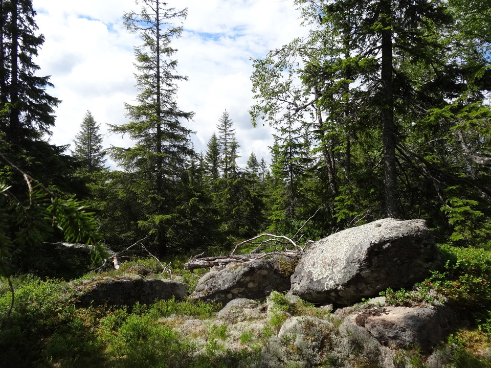 Barrträd och stora stenblock.