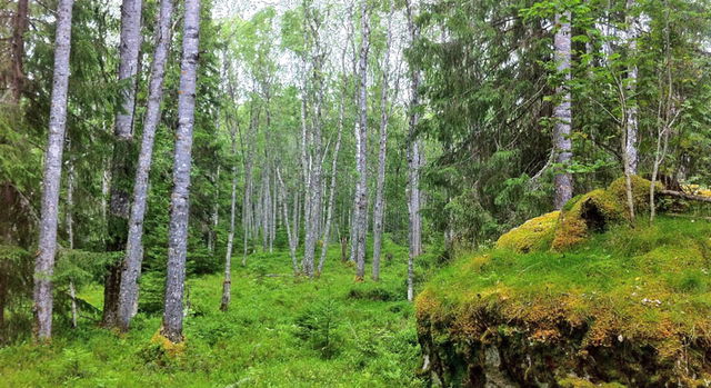 Gåsberget naturreservat
