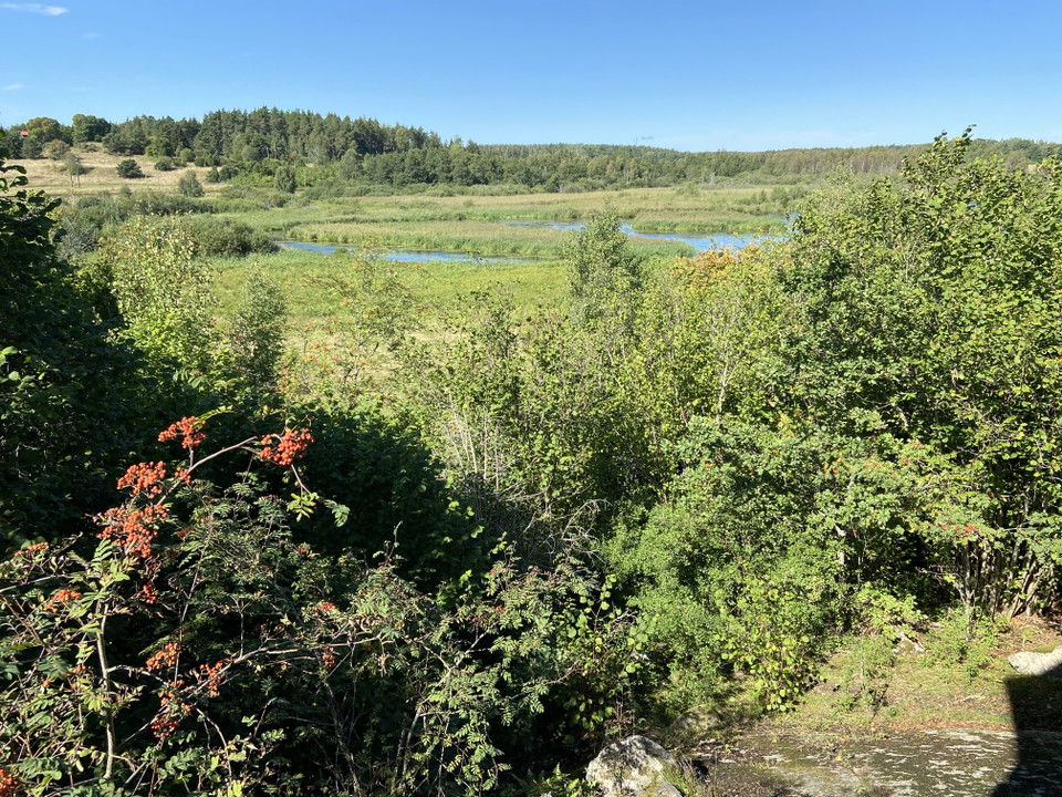Vy med träd med röda rönnbär och gröna buskar i förgrunden. I bakgrundens syns en blå vattenspegel.