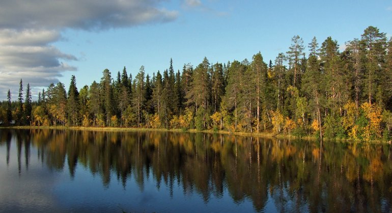 Måkkaures många små sjöar ger en vacker utsikt mot den gamla skogen.