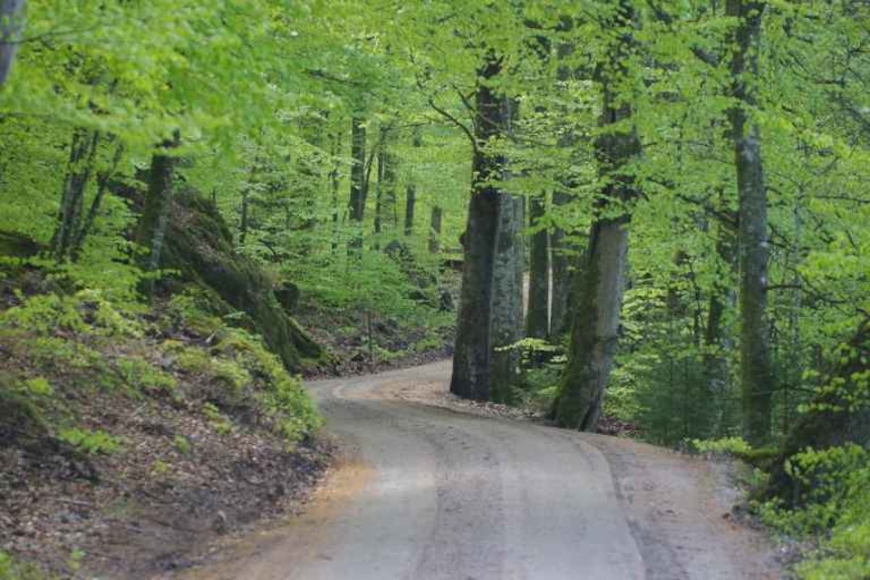 Bokskogen