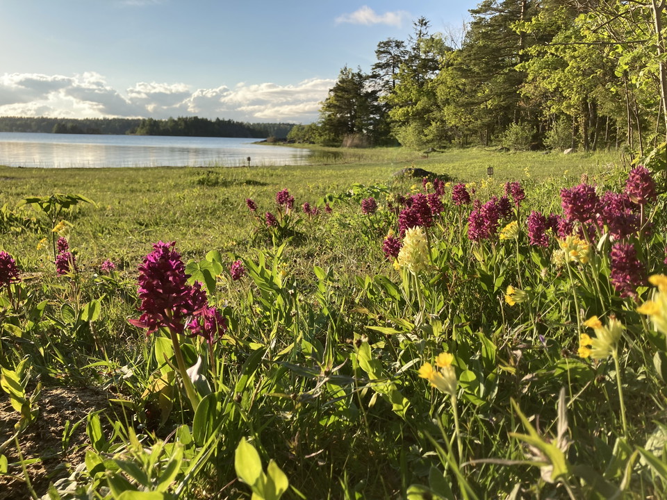 Adam och Eva-orkidéer vid en vik