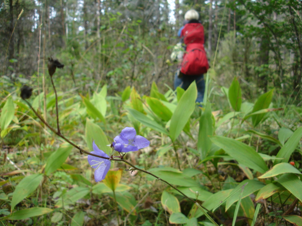 En blåklocka och liljekonvaljblad i förgrunden och en person som går i bakgrunden.