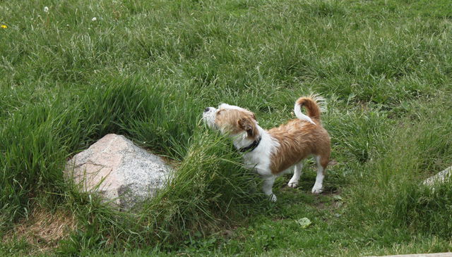 Hundrastgård, Hågadalen-Nåsten