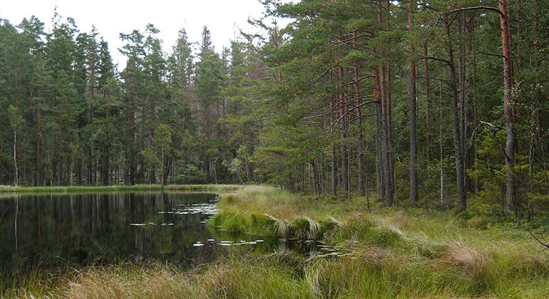 Tjärn.